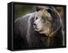 Brown Bear, Grizzly, Ursus arctos, Yellowstone, Montana.-Maresa Pryor-Framed Stretched Canvas