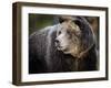 Brown Bear, Grizzly, Ursus arctos, Yellowstone, Montana.-Maresa Pryor-Framed Premium Photographic Print