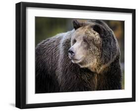 Brown Bear, Grizzly, Ursus arctos, Yellowstone, Montana.-Maresa Pryor-Framed Premium Photographic Print