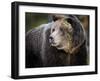 Brown Bear, Grizzly, Ursus arctos, Yellowstone, Montana.-Maresa Pryor-Framed Premium Photographic Print