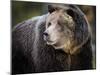 Brown Bear, Grizzly, Ursus arctos, Yellowstone, Montana.-Maresa Pryor-Mounted Premium Photographic Print