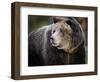 Brown Bear, Grizzly, Ursus arctos, Yellowstone, Montana.-Maresa Pryor-Framed Photographic Print