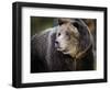 Brown Bear, Grizzly, Ursus arctos, Yellowstone, Montana.-Maresa Pryor-Framed Photographic Print