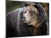 Brown Bear, Grizzly, Ursus arctos, Yellowstone, Montana.-Maresa Pryor-Mounted Photographic Print