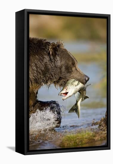 Brown Bear Holding Salmon in River at Kinak Bay-Paul Souders-Framed Stretched Canvas