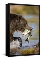 Brown Bear Holding Salmon in River at Kinak Bay-Paul Souders-Framed Stretched Canvas