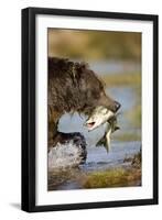 Brown Bear Holding Salmon in River at Kinak Bay-Paul Souders-Framed Premium Photographic Print