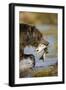 Brown Bear Holding Salmon in River at Kinak Bay-Paul Souders-Framed Premium Photographic Print