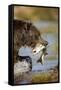 Brown Bear Holding Salmon in River at Kinak Bay-Paul Souders-Framed Stretched Canvas
