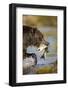 Brown Bear Holding Salmon in River at Kinak Bay-Paul Souders-Framed Photographic Print