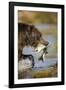 Brown Bear Holding Salmon in River at Kinak Bay-Paul Souders-Framed Photographic Print