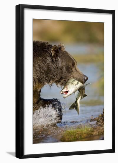 Brown Bear Holding Salmon in River at Kinak Bay-Paul Souders-Framed Photographic Print