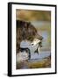 Brown Bear Holding Salmon in River at Kinak Bay-Paul Souders-Framed Photographic Print