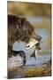 Brown Bear Holding Salmon in River at Kinak Bay-Paul Souders-Mounted Photographic Print