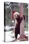 Brown Bear Hugging Tree, Wearing Christmas Hat-null-Stretched Canvas