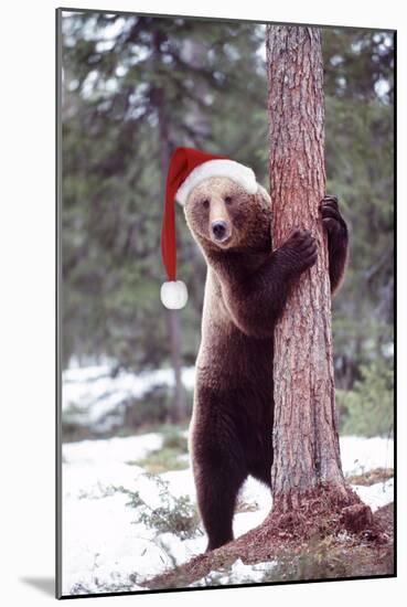 Brown Bear Hugging Tree, Wearing Christmas Hat-null-Mounted Photographic Print