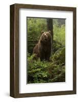 Brown Bear in a Green Forest-null-Framed Art Print