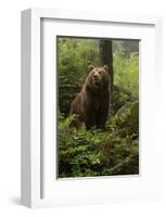 Brown Bear in a Green Forest-null-Framed Art Print