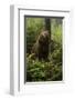 Brown Bear in a Green Forest-null-Framed Art Print