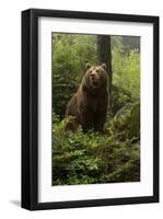 Brown Bear in a Green Forest-null-Framed Art Print