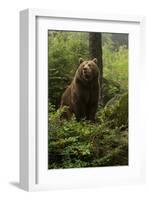 Brown Bear in a Green Forest-null-Framed Art Print