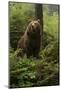 Brown Bear in a Green Forest-null-Mounted Art Print