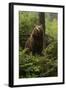 Brown Bear in a Green Forest-null-Framed Art Print