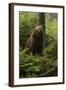 Brown Bear in a Green Forest-null-Framed Art Print