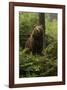 Brown Bear in a Green Forest-null-Framed Art Print