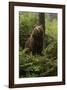 Brown Bear in a Green Forest-null-Framed Art Print