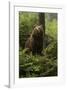 Brown Bear in a Green Forest-null-Framed Art Print