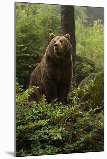 Brown Bear in a Green Forest-null-Mounted Art Print