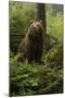 Brown Bear in a Green Forest-null-Mounted Art Print