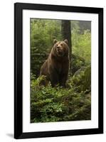 Brown Bear in a Green Forest-null-Framed Art Print