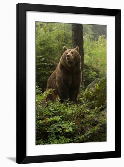 Brown Bear in a Green Forest-null-Framed Art Print