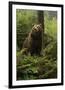 Brown Bear in a Green Forest-null-Framed Art Print