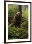 Brown Bear in a Green Forest-null-Framed Art Print