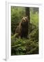 Brown Bear in a Green Forest-null-Framed Art Print