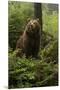 Brown Bear in a Green Forest-null-Mounted Art Print