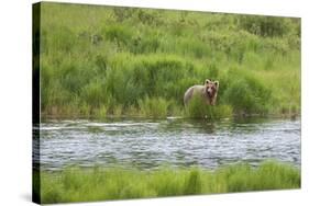 Brown Bear in Brooks River, Katmai National Park, Alaska, USA-Keren Su-Stretched Canvas