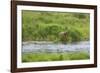 Brown Bear in Brooks River, Katmai National Park, Alaska, USA-Keren Su-Framed Photographic Print