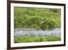 Brown Bear in Brooks River, Katmai National Park, Alaska, USA-Keren Su-Framed Photographic Print