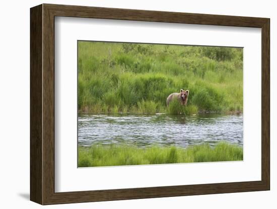 Brown Bear in Brooks River, Katmai National Park, Alaska, USA-Keren Su-Framed Photographic Print