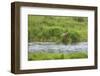 Brown Bear in Brooks River, Katmai National Park, Alaska, USA-Keren Su-Framed Photographic Print