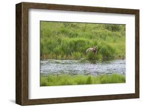 Brown Bear in Brooks River, Katmai National Park, Alaska, USA-Keren Su-Framed Photographic Print