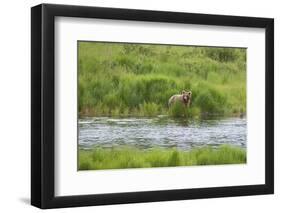 Brown Bear in Brooks River, Katmai National Park, Alaska, USA-Keren Su-Framed Photographic Print