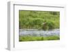 Brown Bear in Brooks River, Katmai National Park, Alaska, USA-Keren Su-Framed Photographic Print