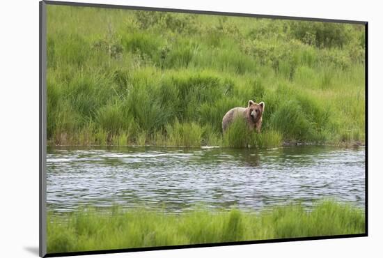 Brown Bear in Brooks River, Katmai National Park, Alaska, USA-Keren Su-Mounted Photographic Print