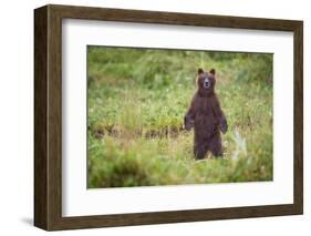 Brown Bear in Coastal Meadow in Alaska-Paul Souders-Framed Photographic Print