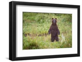 Brown Bear in Coastal Meadow in Alaska-Paul Souders-Framed Photographic Print